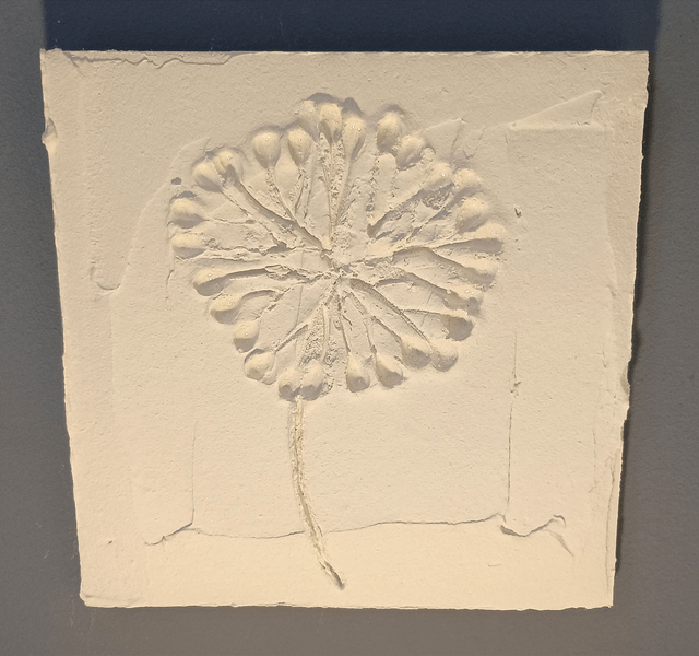 PETITE BLANCHE_1