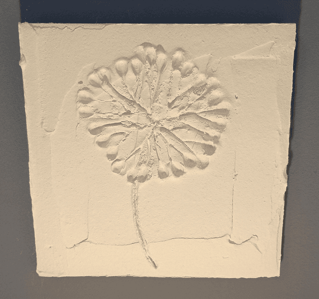 PETITE BLANCHE_1